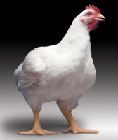 Kuracie prsia 1 kg